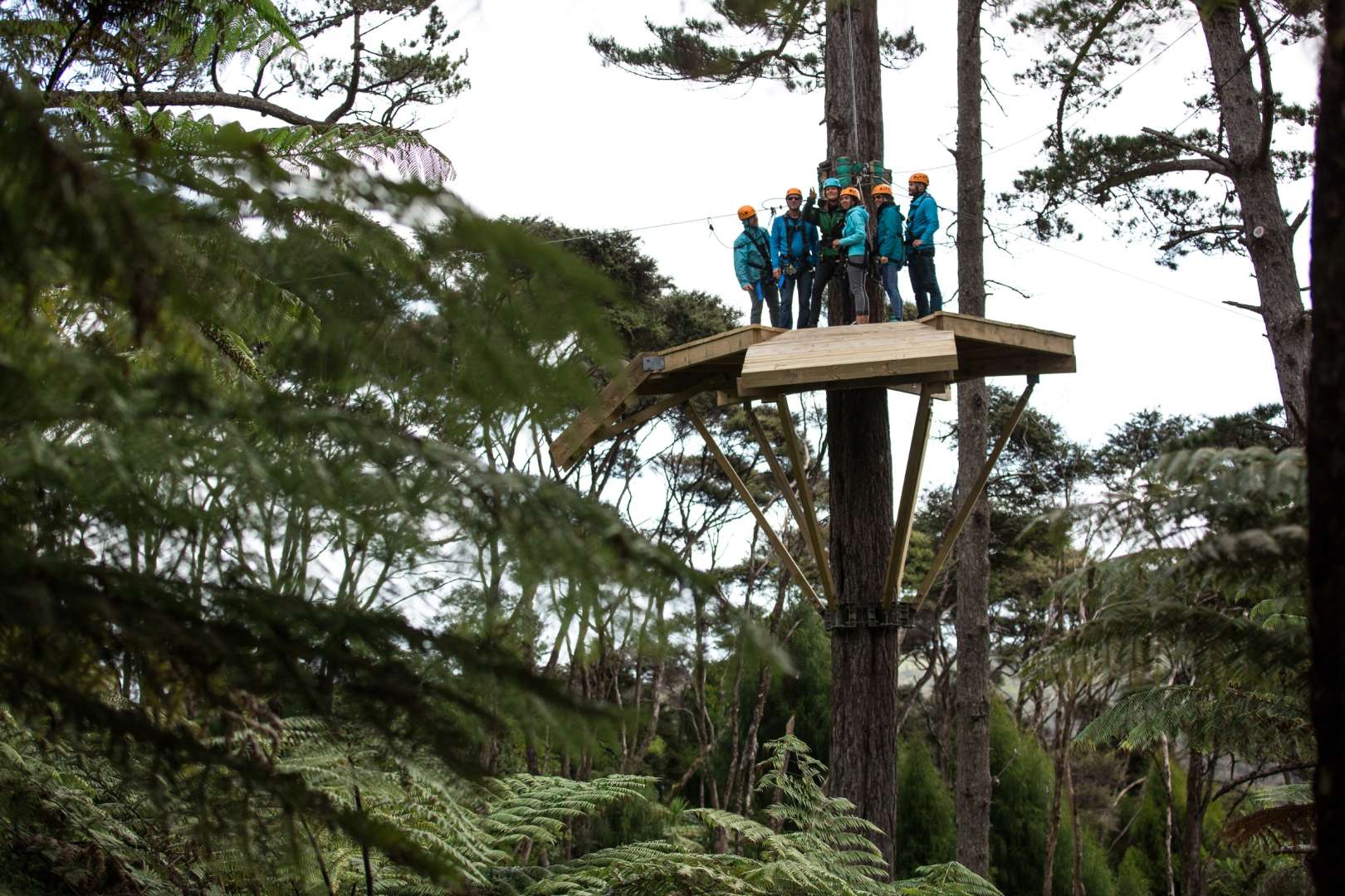 Looking up at the highest tree platform 25 metres in the trees